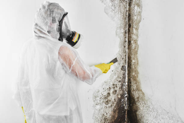 Home Mold Removal in West Jordan, UT