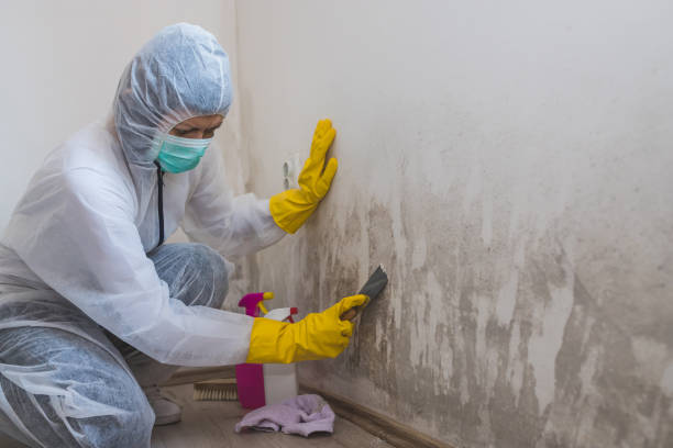 Best Black Mold Removal  in West Jordan, UT
