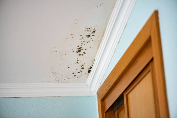Best Professional Mold Removal  in West Jordan, UT
