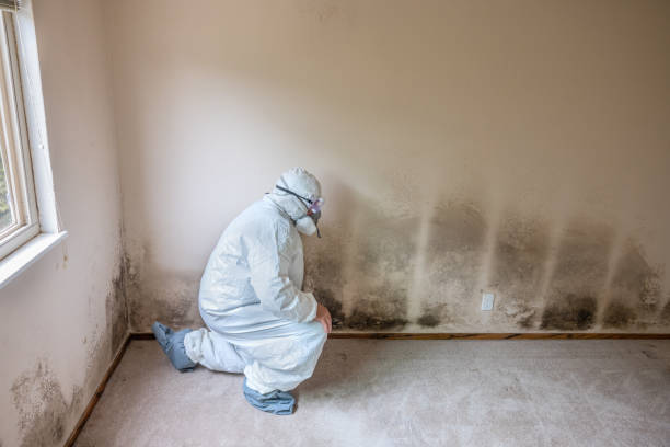 Mold Removal and Inspection in West Jordan, UT