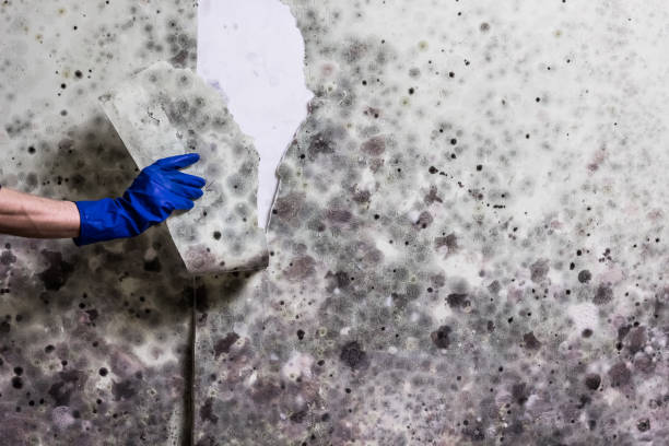 Reliable West Jordan, UT Mold Removal Solutions